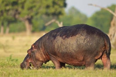 Flusspferd - Wildpark - Sambia