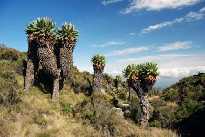 Landschaft - Mount Kilimanjaro National Park - Tansania