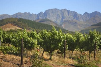 Weinanbau - Franschhoek - Suedafrika