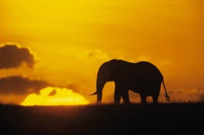 Elefant im Sonnenuntergang - Tsavo Ost - Kenia