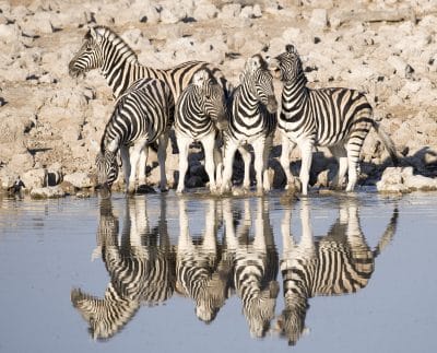 Namibia Suedafrika Rundreise - Namibia Erlebnisreise -  Zebras am Wasserloch - Wildpark - Namibia