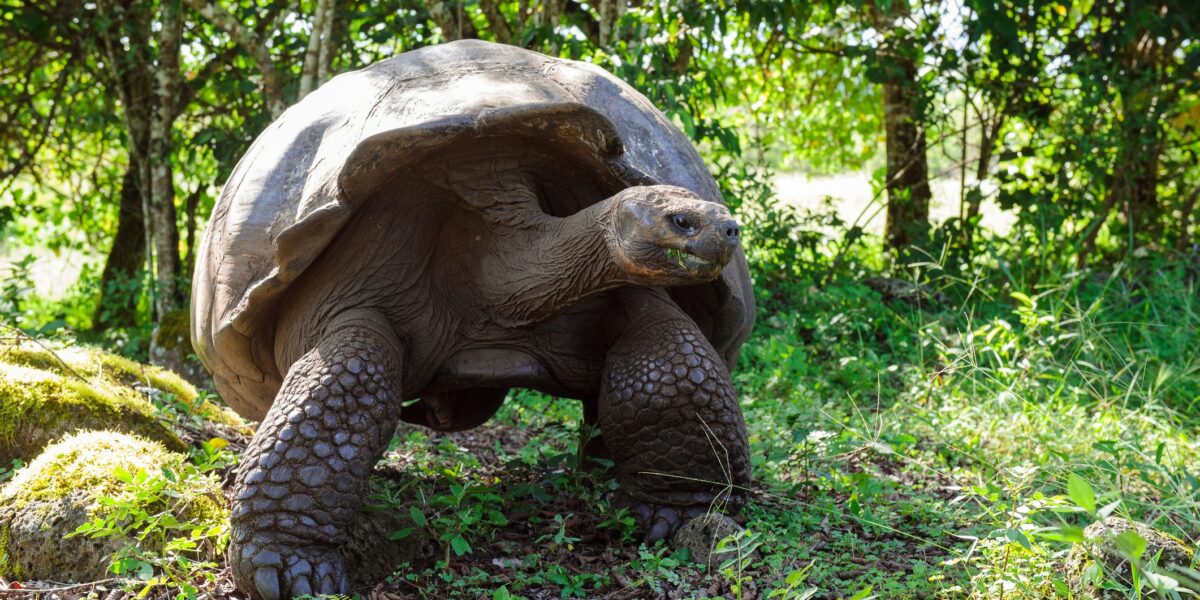 Galapagos tortoise Geochelone nigra Galapagos Islands