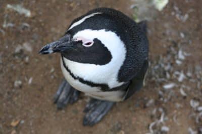 Pinguin am Boulders Beach - Kapstadt - Suedafrika