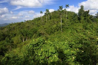 Tropischer Wald - Sierra Maestra - Kuba