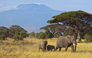 Elefanten im Amboseli Nationalpark Kenia