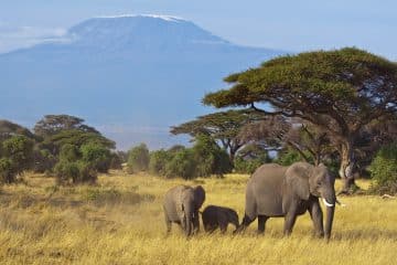 Elefanten im Amboseli Nationalpark Kenia