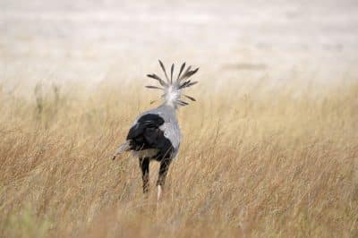 Secretary Bird - Etosha Nationalpark - Namibia