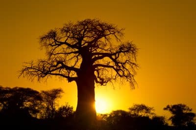 Sonnenuntergang - Chobe National Park - Botswana