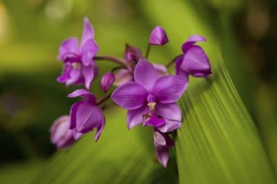 Orchidee - Borneo - Malaysia