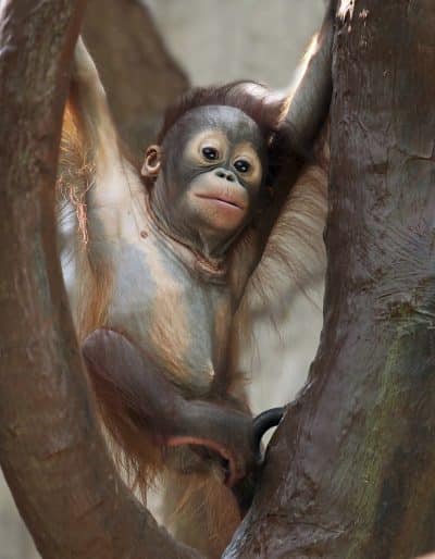 baby Orang utan - borneo malaysia