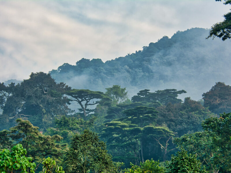 Lush green canopy surrounded by morning mist in Bwindi Impenetrable National Park