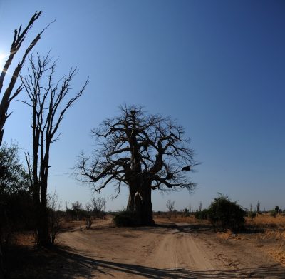 Baobab Baum - Sambia