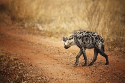 Hyaene im Busch - Sambia