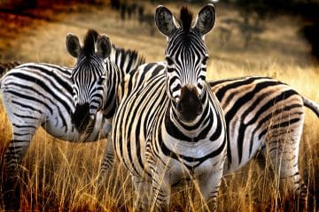 Zwei Zebras im Nationalpark