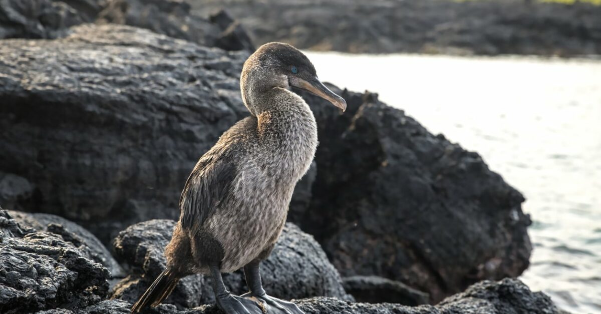 Galapagoskomoran, (Phalacrocorax harrisi) (flightless cormorant) stands on a lava field, Galapagos Islands, Ecuador, South America