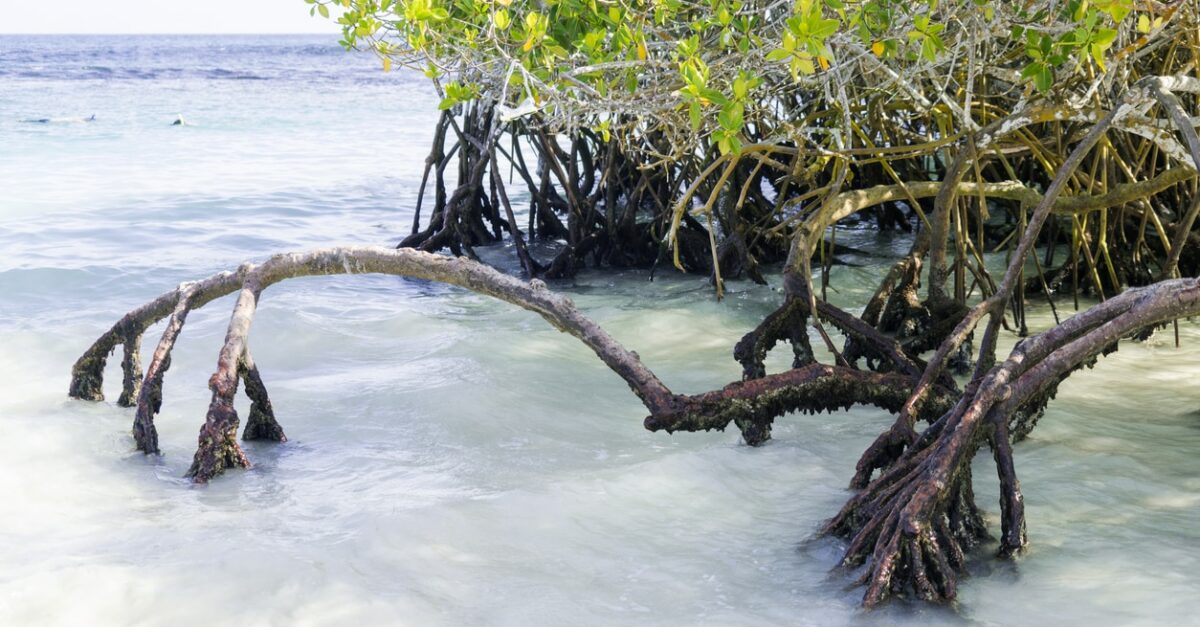 mangrove an der Küste