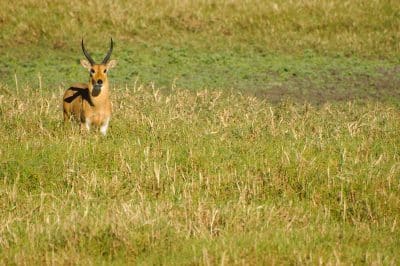 Impala - Gorongosa Nationalpark - Mosambik