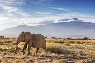 Elefant und Rinder vor dem Kilimandscharo