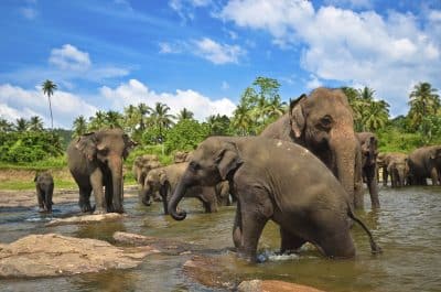 Elefanten Herde im Fluss - Sri Lanka