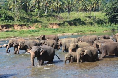 Sri Lanka Rundreise - Badende Elefantenherde - Gal Oya