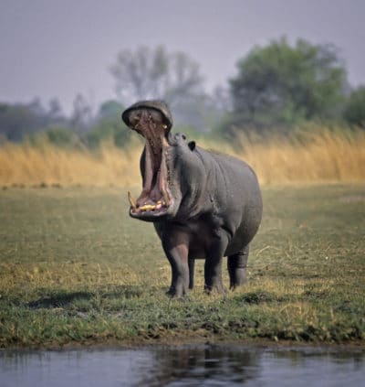 Hippo - Okavango Fluss - Caprivi - Namibia