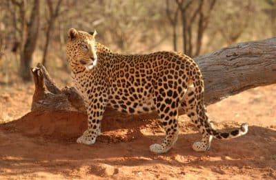 Namibia Mietwagenrundreise - Selbstfahrerreise Namibia - Leopard - Etosha National Park - Namibia