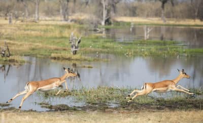 Springende Impalas - Chobe National Park - Botswana