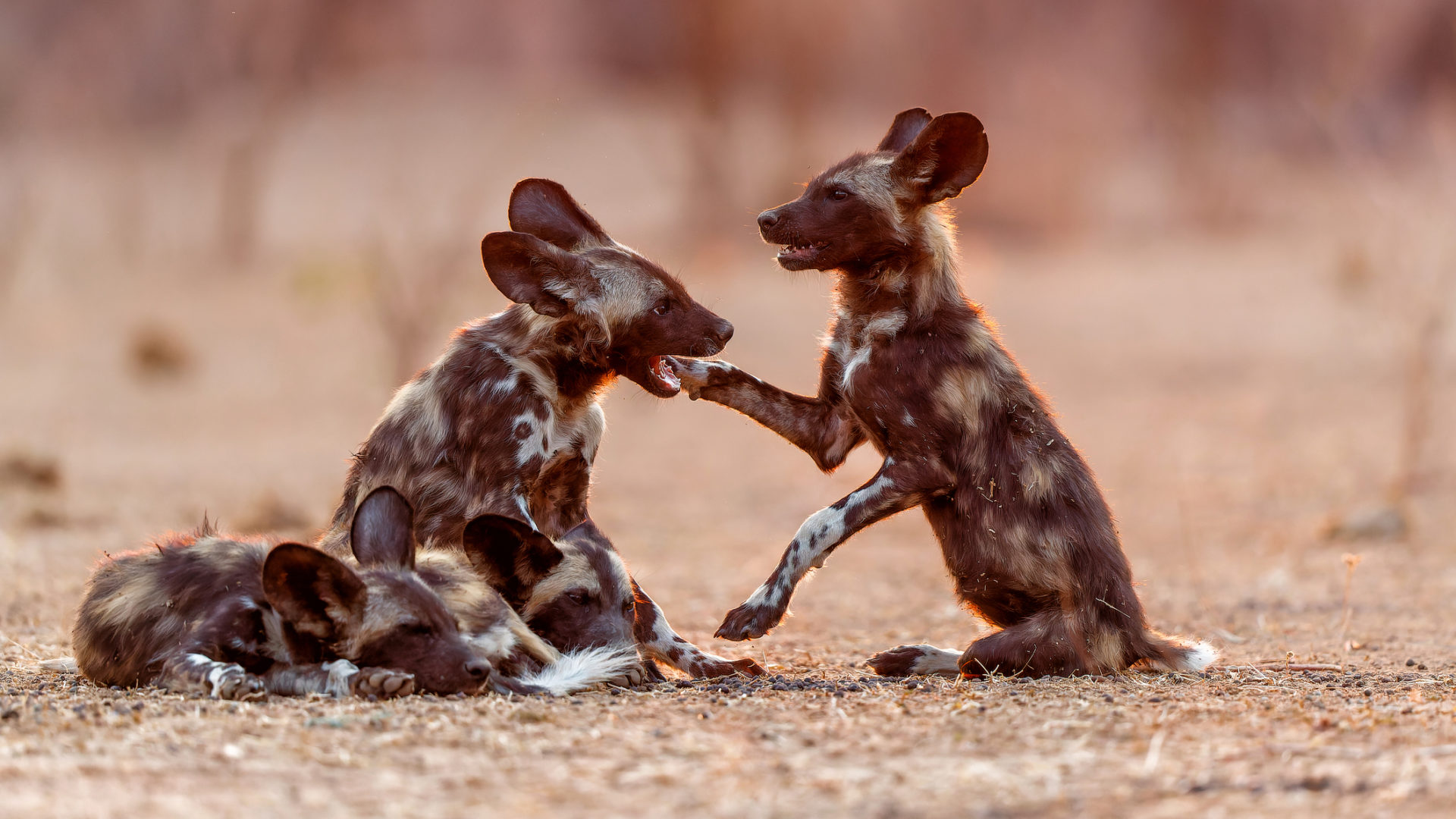 Afrikanische Wildhundewelpen wachen bei Sonnenaufgang im Mana Pools National Park in Simbabwe auf