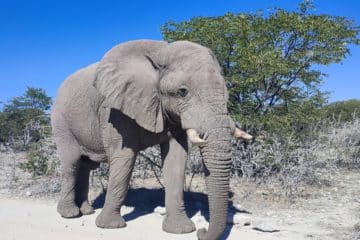 Elefant im Etosha Nationalpark Namibia