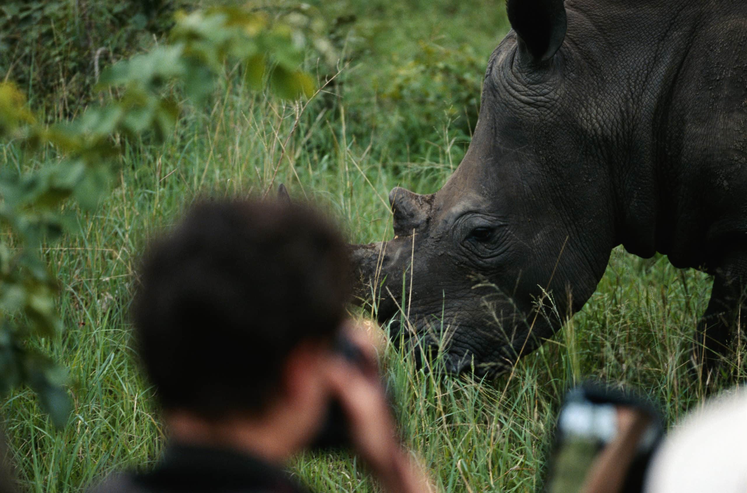 Nashorn Fotografie