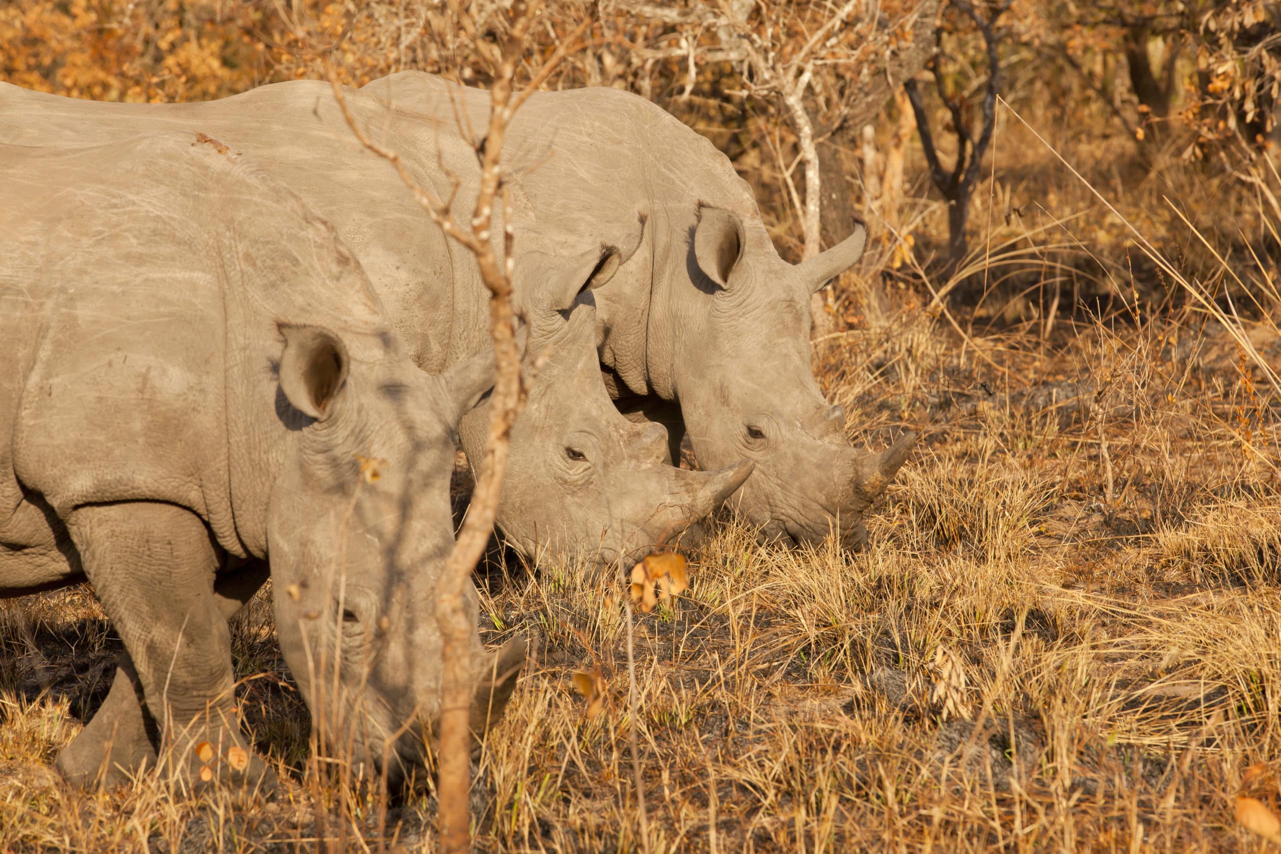 Ziwa Nashorn Schutzgebiet Uganda